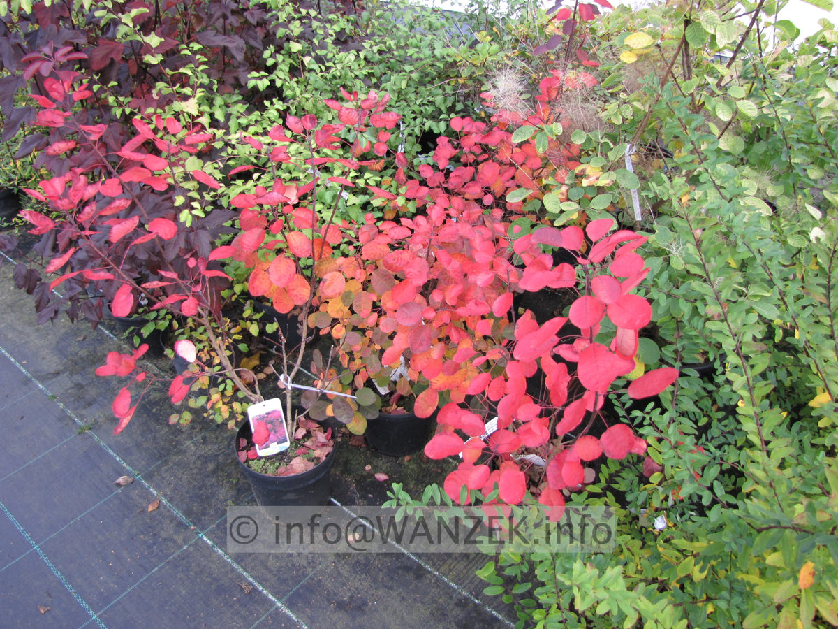 Cotinus coggygria Royal Purple - Herbstfaerbung.JPG